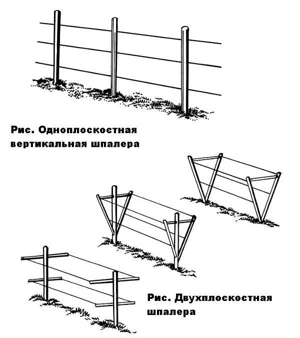 Шпалера для малины фото схема чертеж с размерами