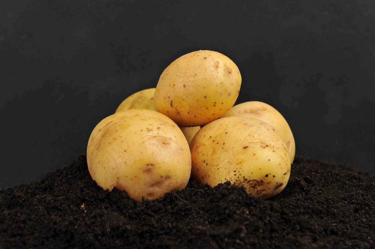 Картофель вега: описание сорта, фото, отзывы