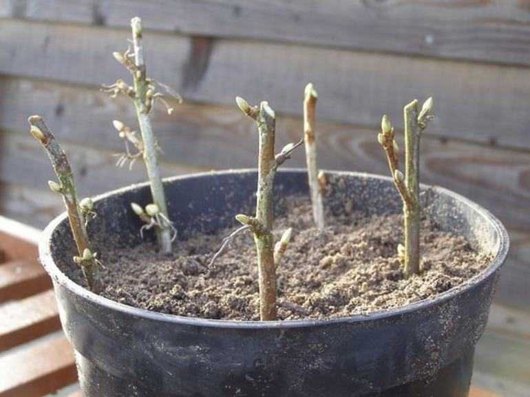 Как посадить черную смородину черенками