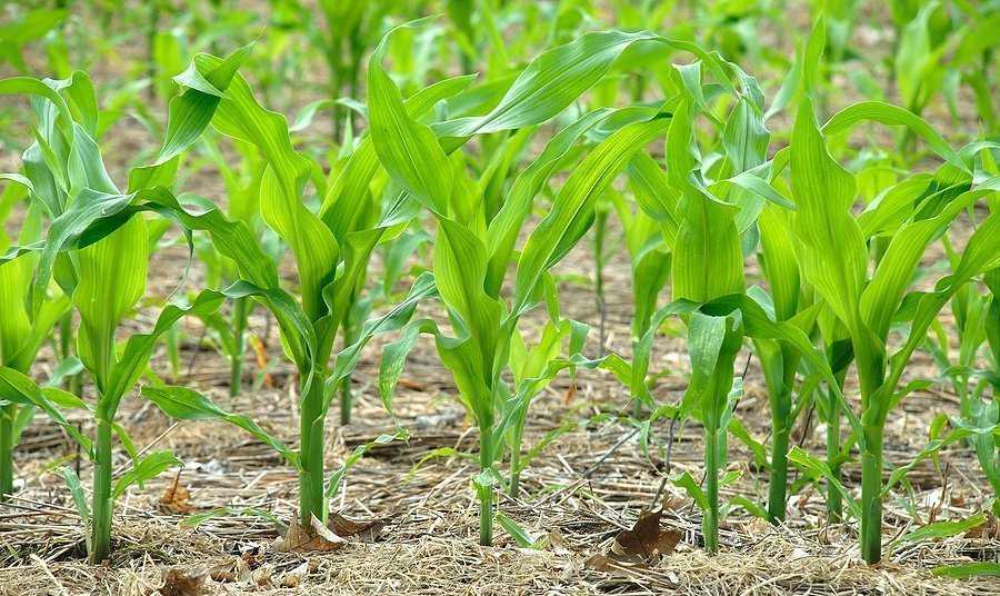Выращивание рассады сахарной кукурузы – посев и уход