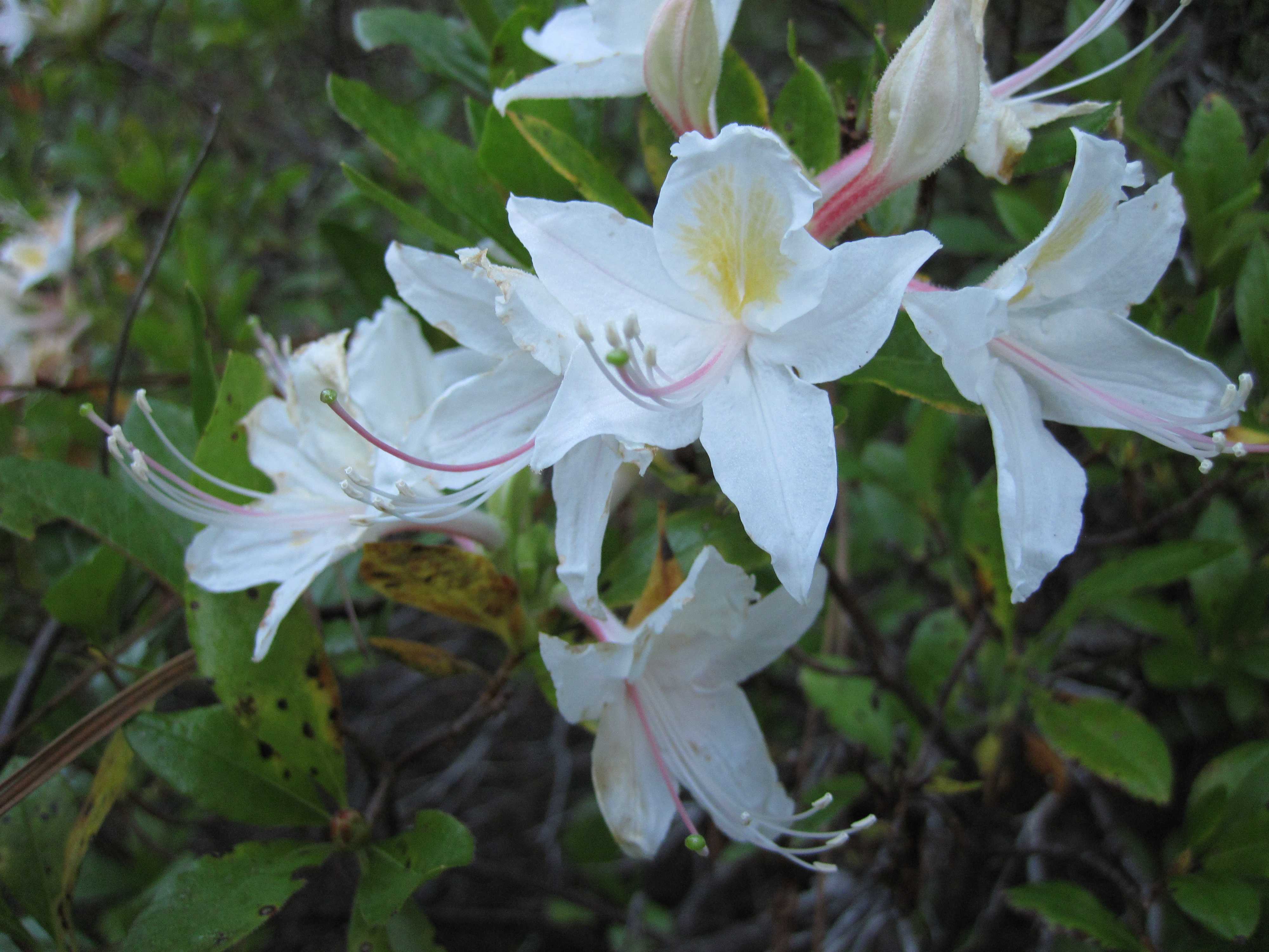 Каковы особенности цветения азалии «мандарин лайтс» и ухода за растением?