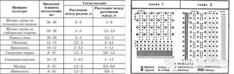 Расположение деревьев в саду по совместимости схемы