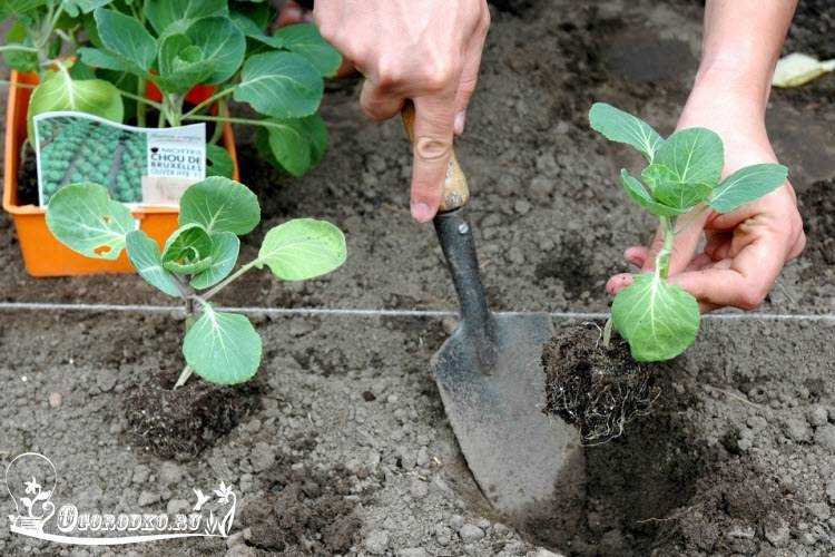 Как правильно посадить и вырастить капусту