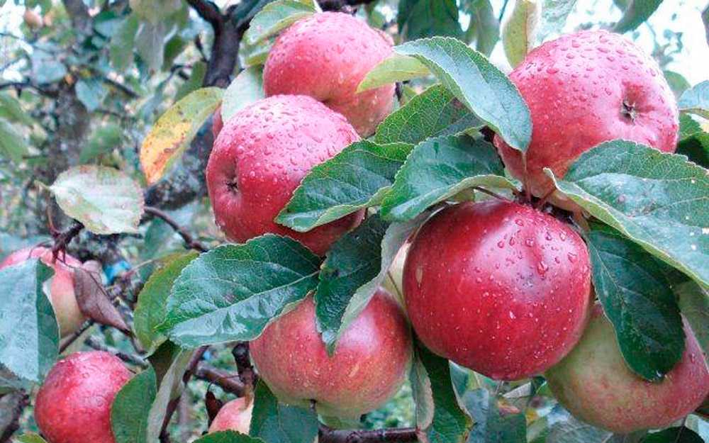 Особенности посадки яблони антоновка