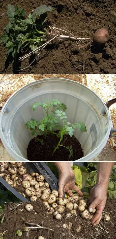 Выращивание картофеля в бочке: особенности посадки и ухода