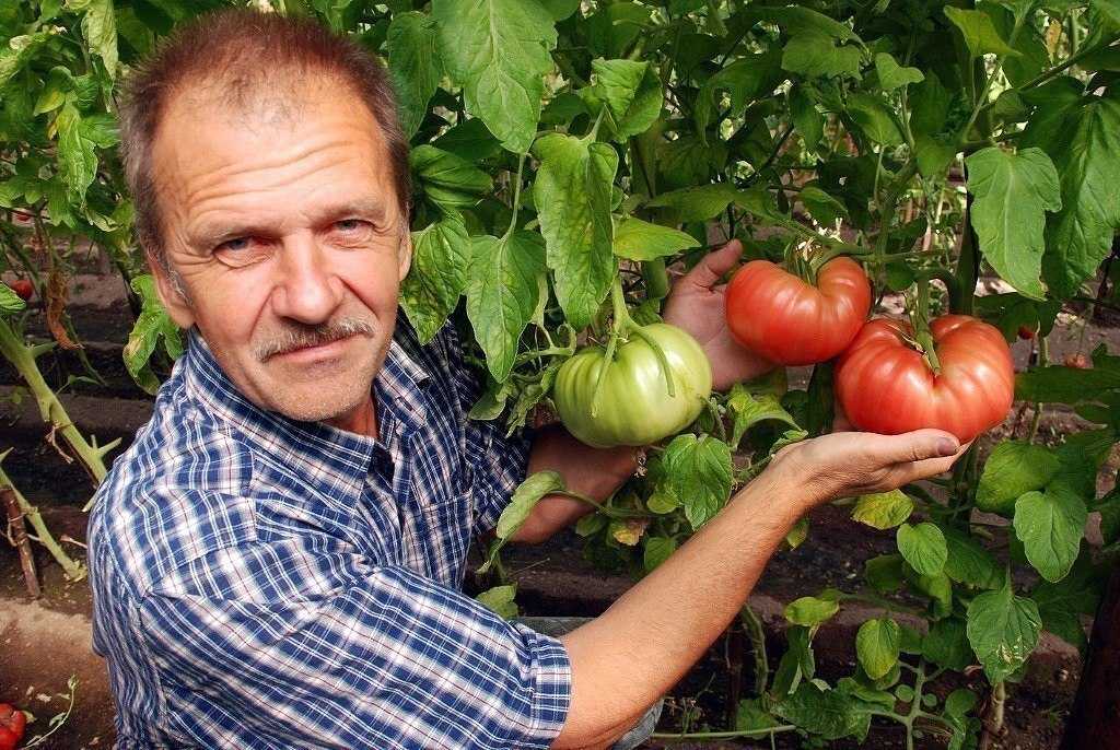 Мои любимые сорта томатов