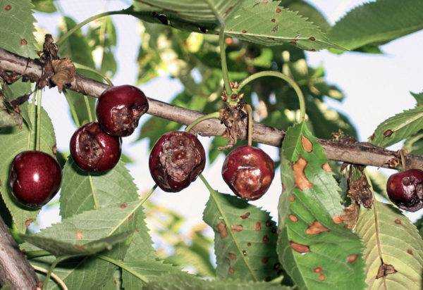 Самые эффективные методы борьбы с вредителями вишни