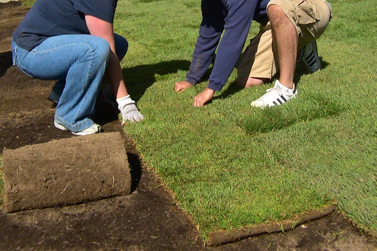 Посадка газонов: основные правила и полезные советы. как посеять газонную траву