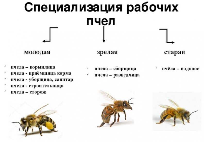 Сколько мёда можно получить с одного улья