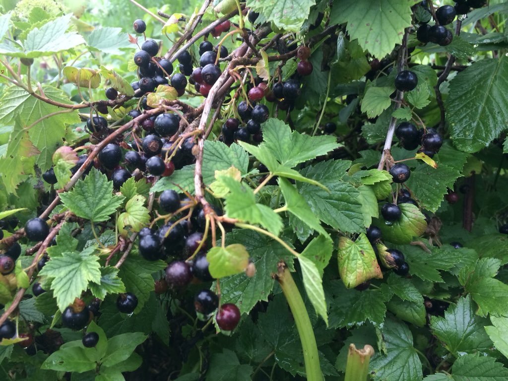 Смородина черная: какие причины того, что ягода не плодоносит
