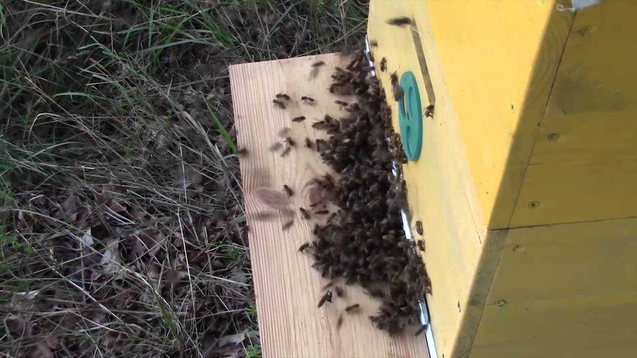 Нападение пчел на пчел