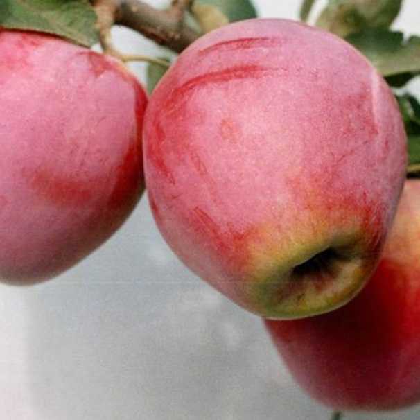 Яблоня строевское – элитный зимний сорт с отличным иммунитетом