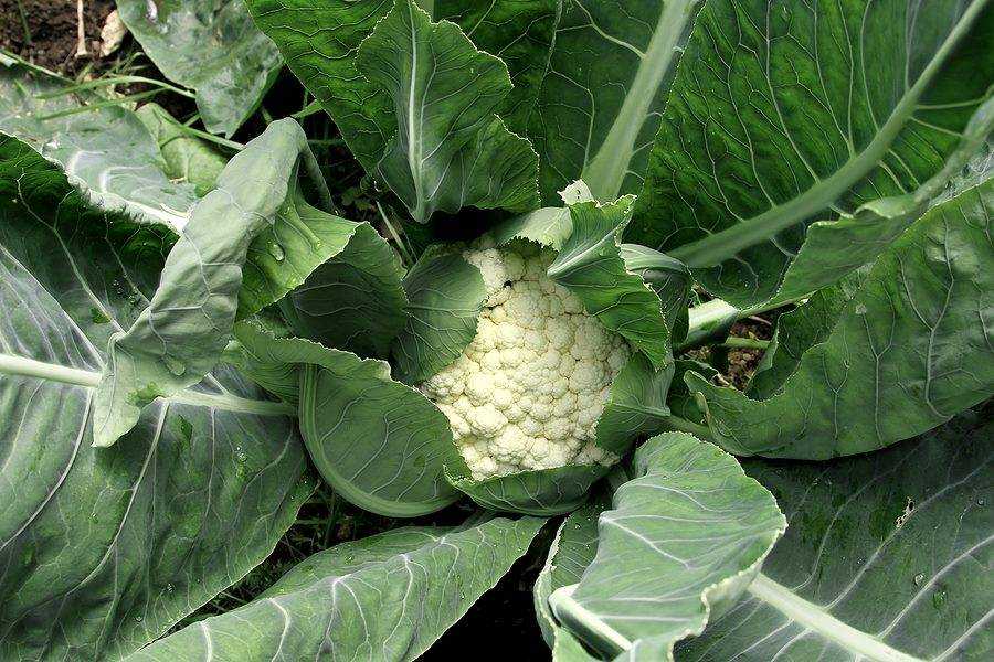 Удобрения для капусты — особенности и правила применения