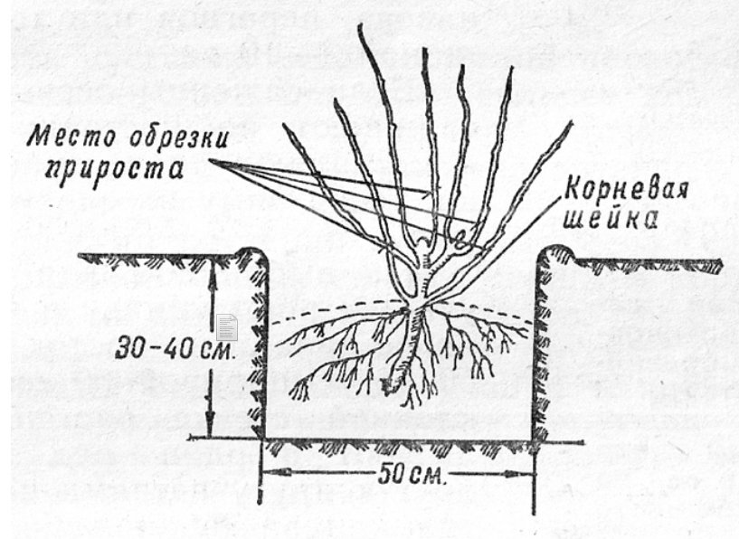 Топинамбур, или земляная груша
