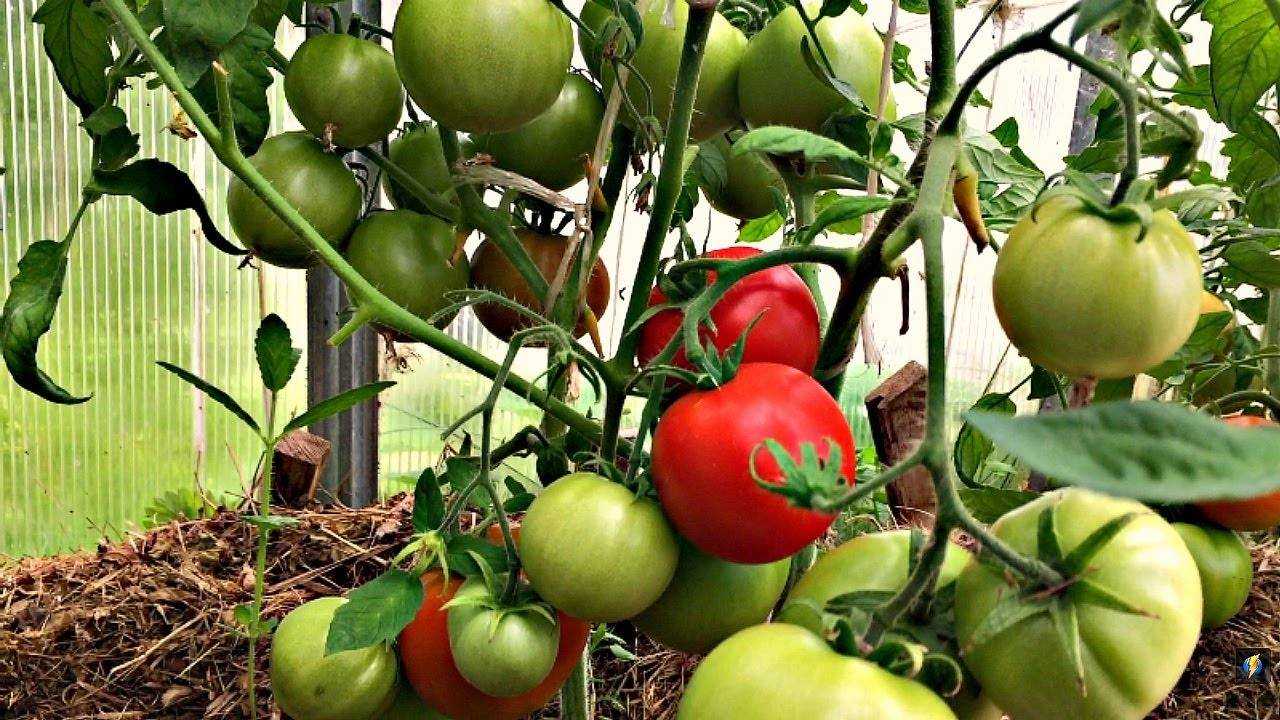 Сорт томата соседская. Кострома помидоры ф1. Томат Кострома f1. Сорт помидор соседская зависть. Томат соседская зависть f1.