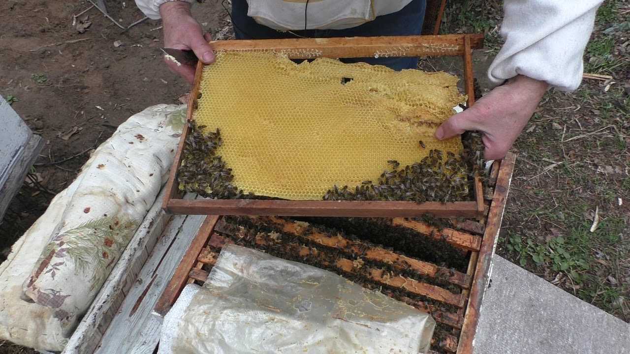 Что такое пчеловодство без вощины?