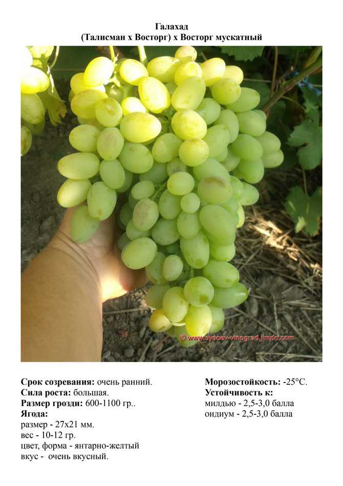 Ультраранние сорта винограда, самые ранние сорта, белый сверхранний виноград