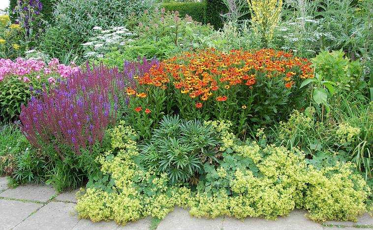 Как посадить клумбы цветущие все лето: лучшие цветы с фото