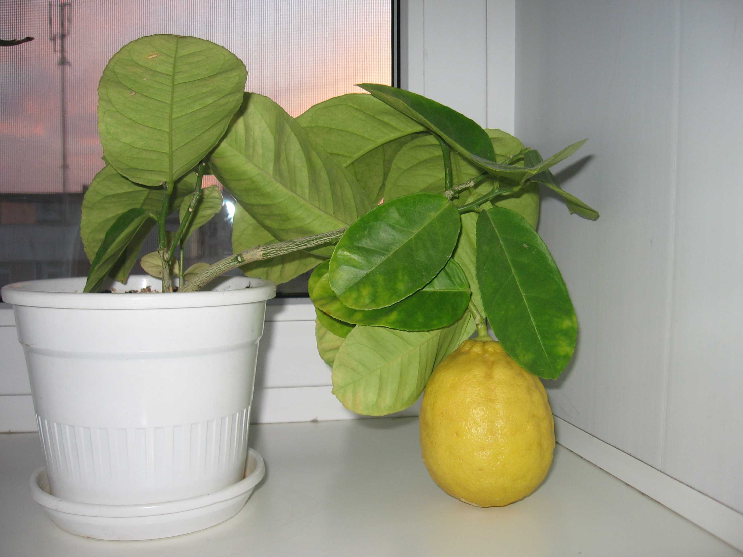 Вырастить лимон в домашних условиях с плодами. Лимон Мейера Росток. Лимон Лунарио. Цитрус (комнатное растение) лимон Мейера. Лимон Лунарио Цветущий.