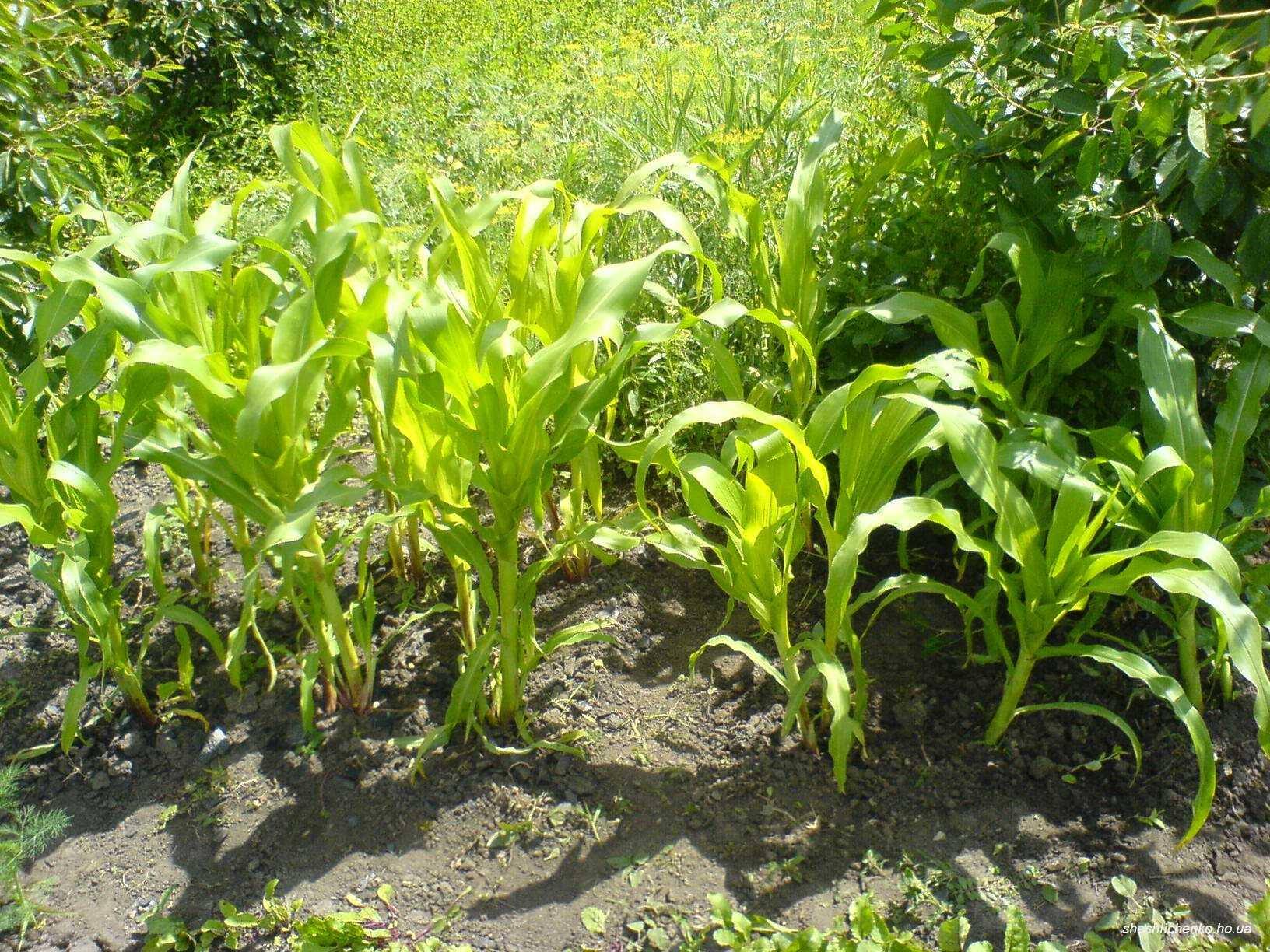 Посадка кукурузы весной: посев, когда сеять, как сажать правильно?