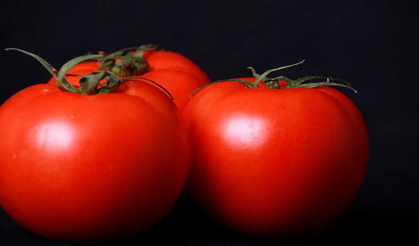 Правила выращивания томата алеша попович