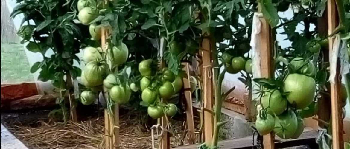 Посадка помидоров в теплицу из поликарбоната размерами 3 на 4, 6, 8 м и уход за ними: схема формирования кустов томатов и на каком расстоянии нужно размещать?