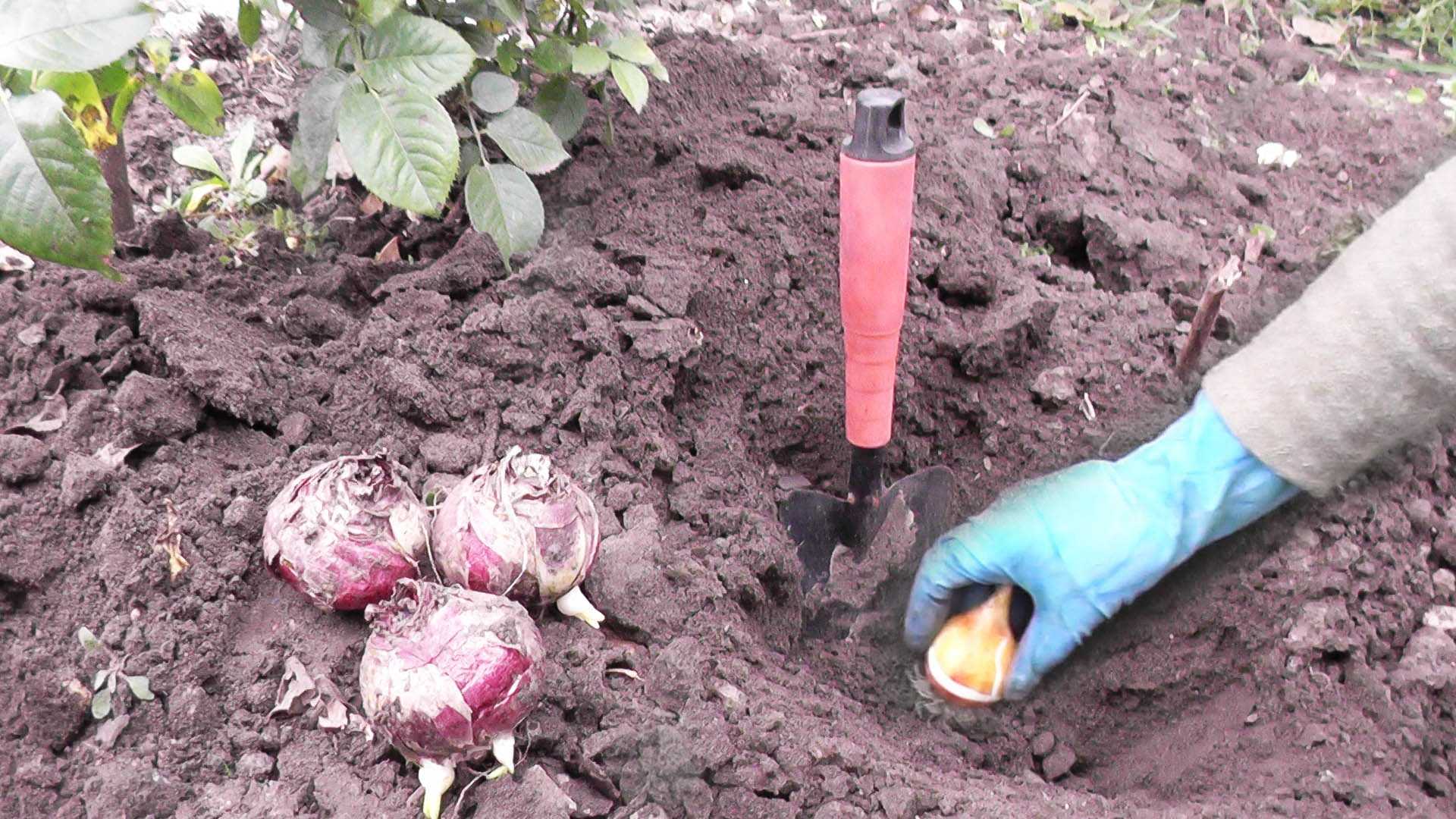 О посадке тюльпанов осенью в открытый грунт (когда и как правильно высаживать)