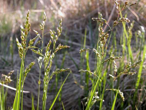 О траве зубровка: как выглядит, где растет, полезные свойства и применение