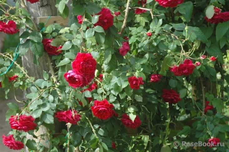 Канадская роза: сорта, описание и фото