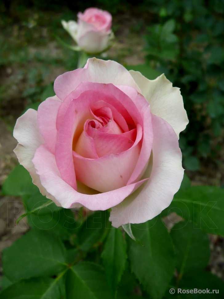 Malibu rose