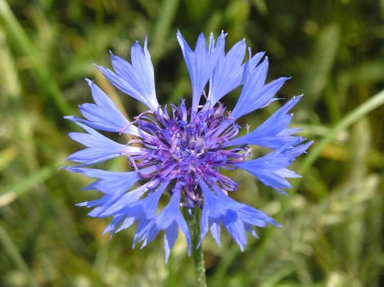Ботаническое описание василька синего, название по латыни, характеристики