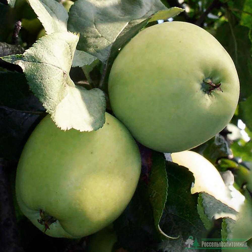 Сорт яблок башкирская красавица фото