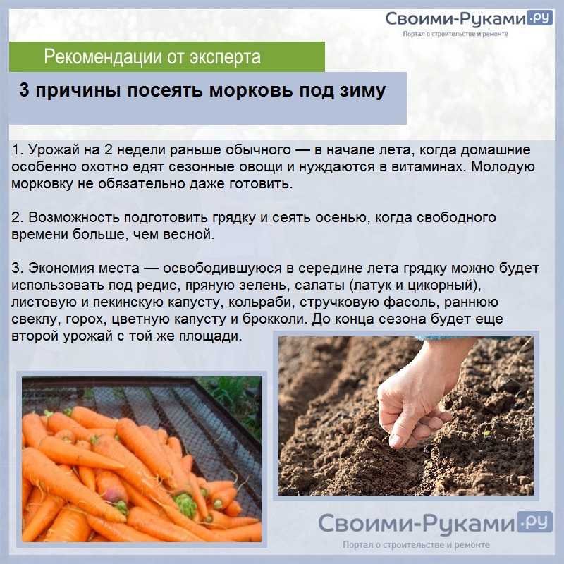 Сколько растет морковь. Морковь в открытом грунте. Посев моркови. Посадить открытый грунт морковь. Как вырастить морковку в открытом грунте.