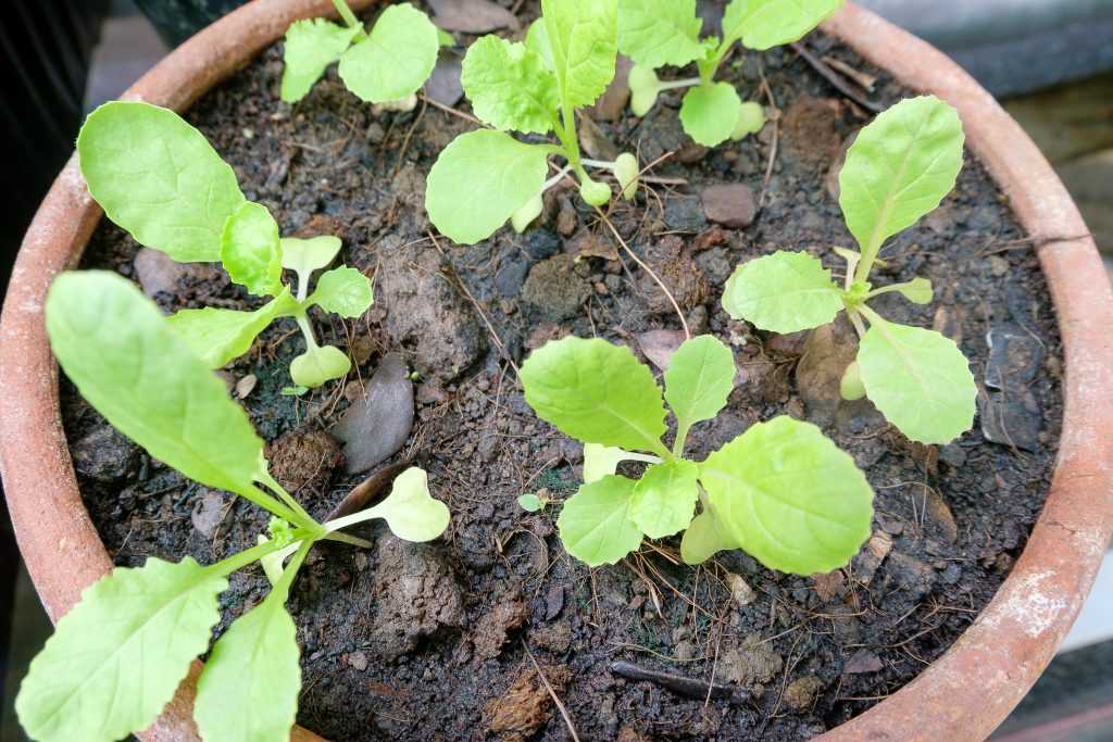 Желтеет рассада капусты: что делать для оздоровления