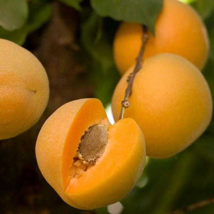 Описание медового абрикоса