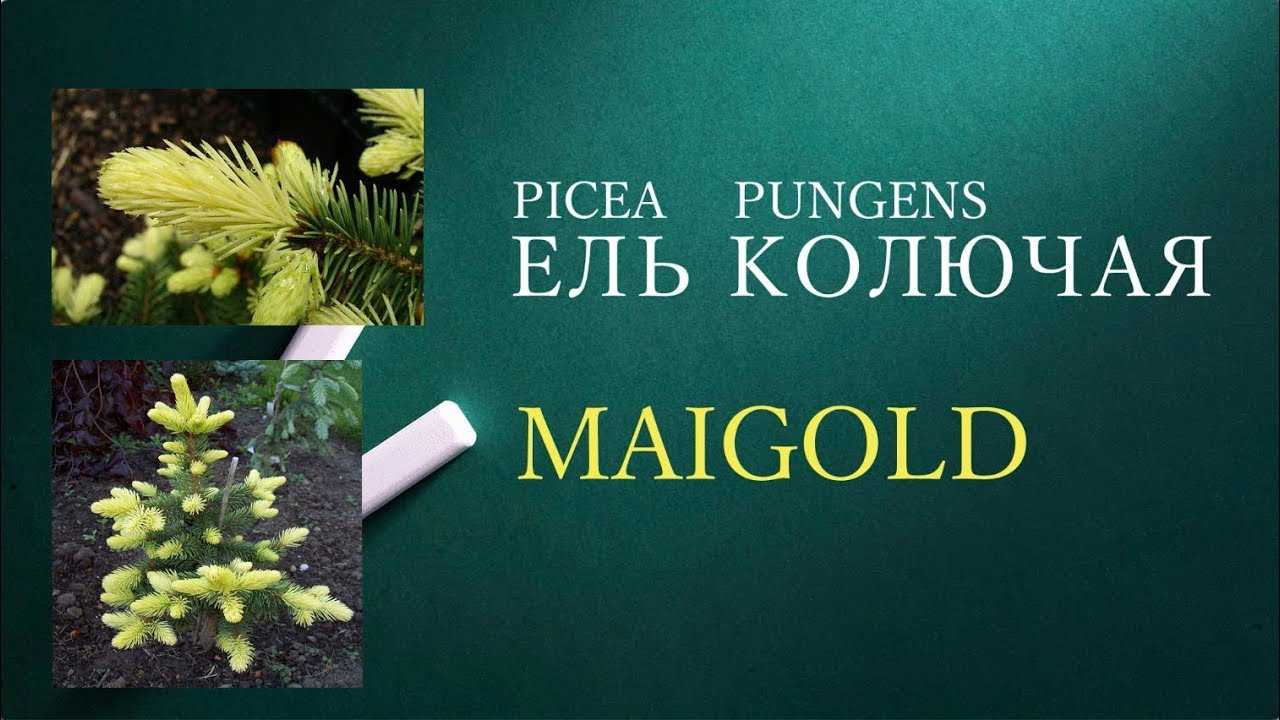 Ель Майголд (Maigold) - описание сорта растения. Саженцы Майголд в садовой энциклопедии