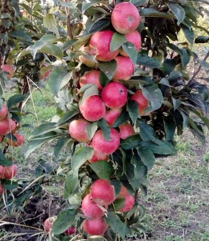 Описание колоновидной яблони арбат
