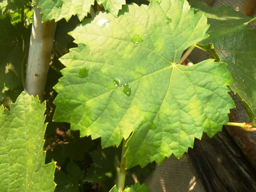 Источники пятен на листьях винограда