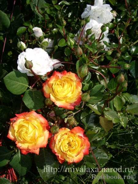 О розе Samba: описание и характеристики сорта, выращивание розы флорибунда