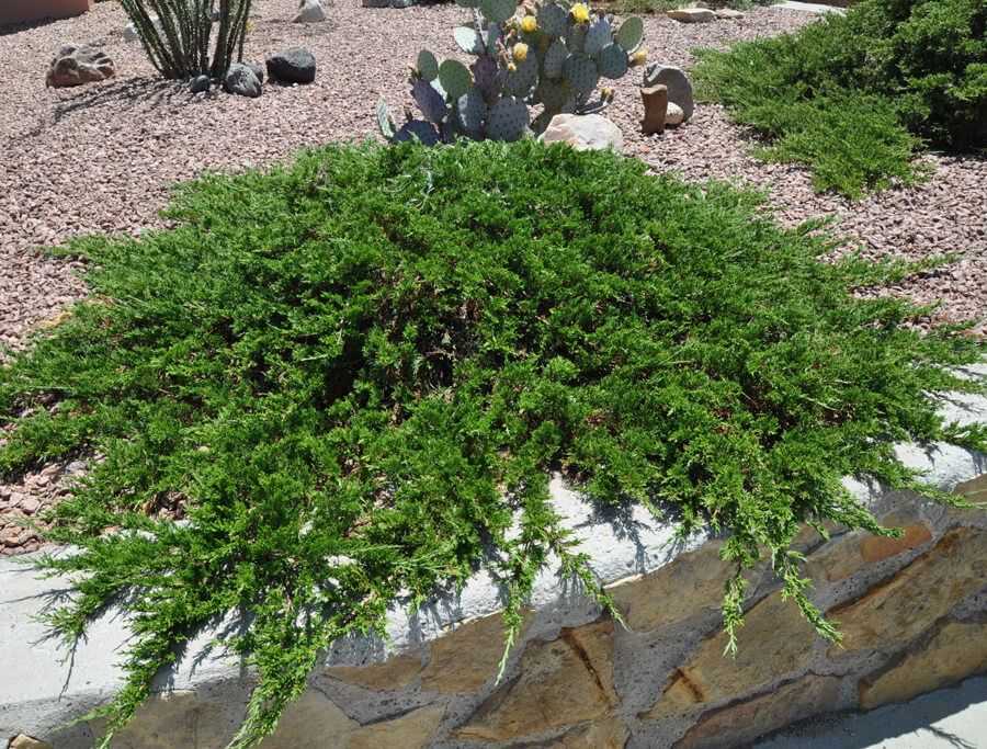 Можжевельник казацкий мас (juniperus sabina mas)