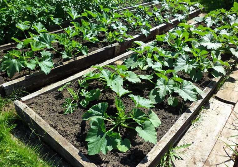Как выращивать цукини: выбор семян и уход за рассадой, схема посадки, подкормки