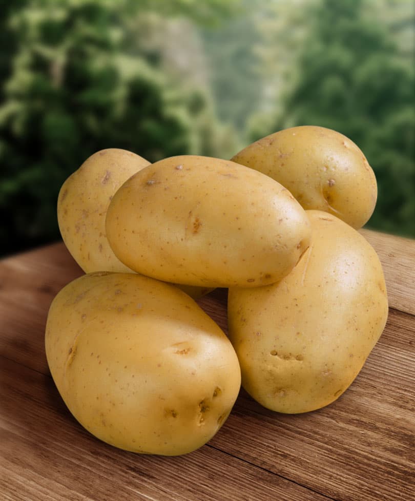 Сорт картофеля тимо ханккиян: описание, посадка и уход