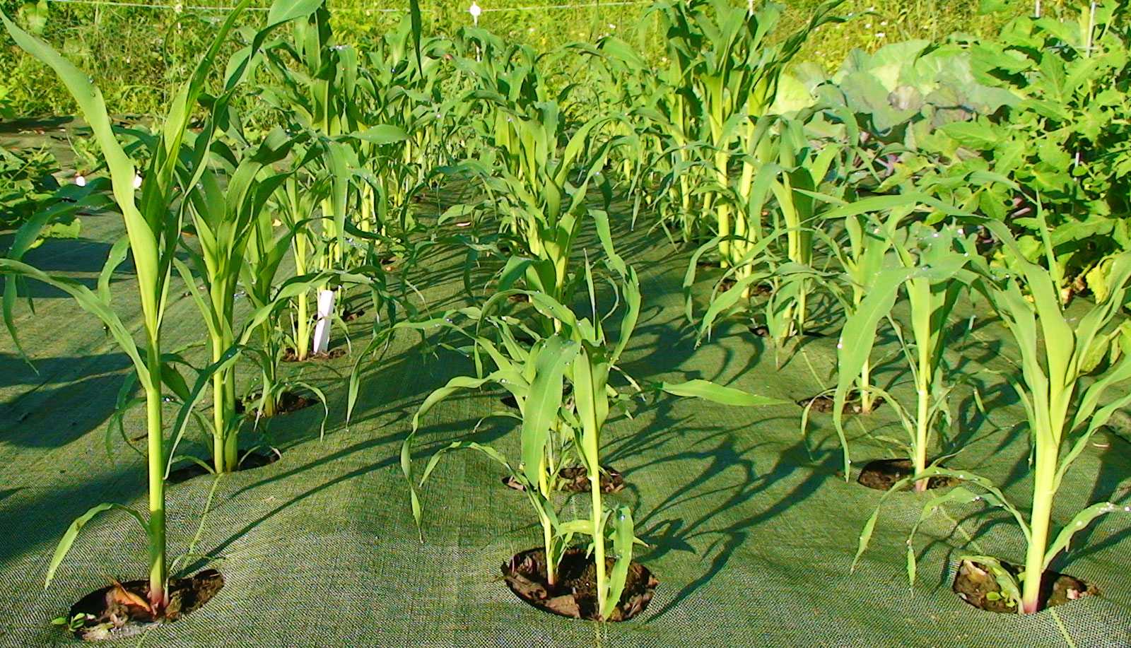 Кукуруза – как и когда сажать