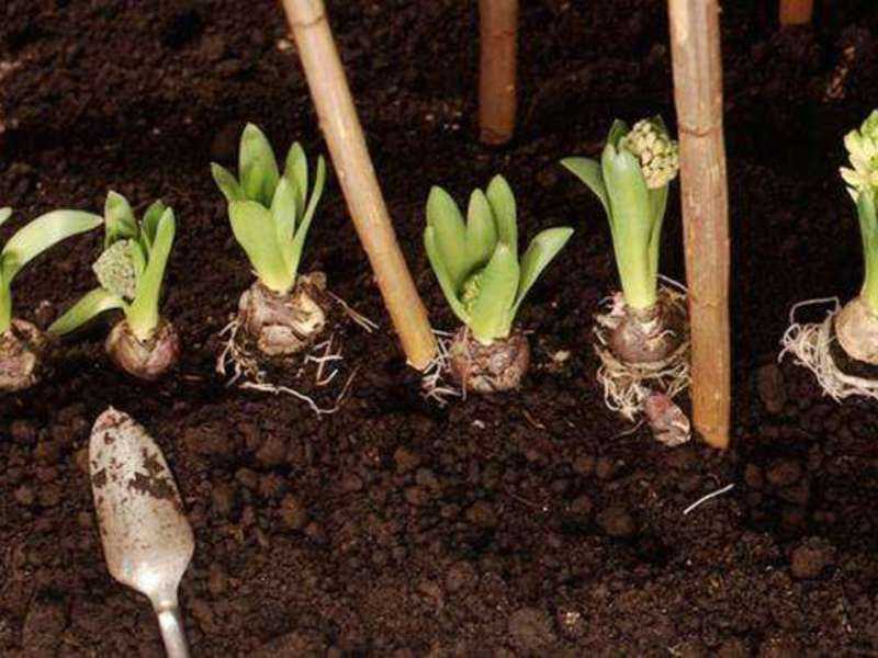 Когда и как пересаживать тюльпаны после цветения