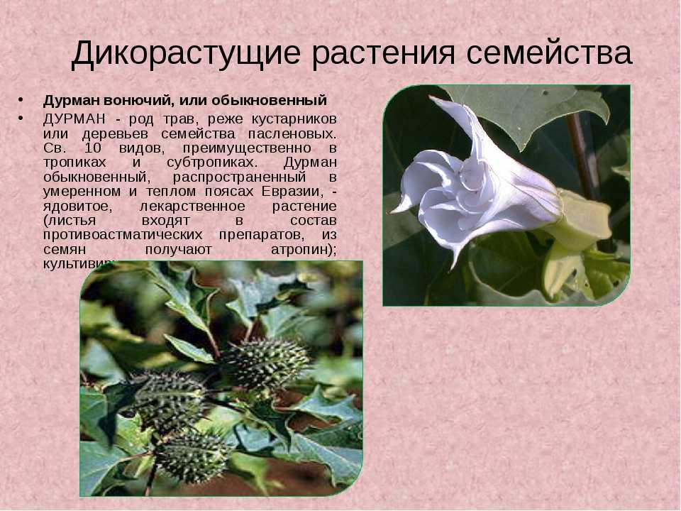 Горечавка (Gorechavka) - описание сорта растения. Саженцы Горечавка в садовой энциклопедии