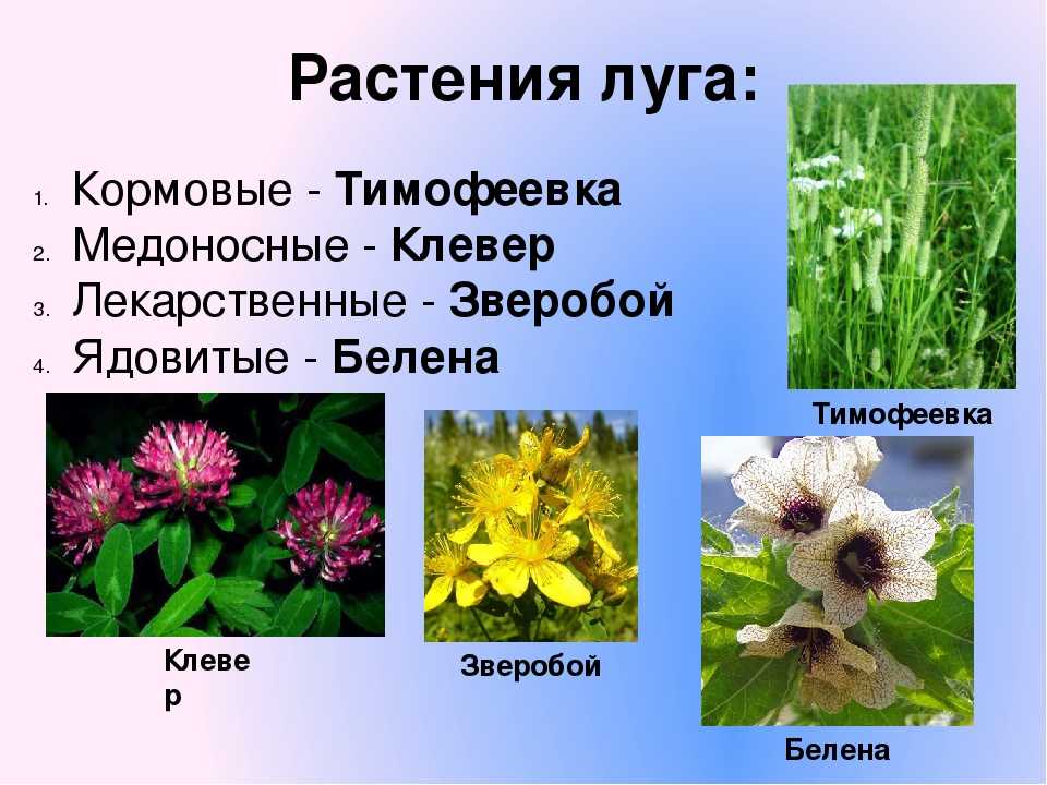 Луговые цветы: названия полевых растений и фото