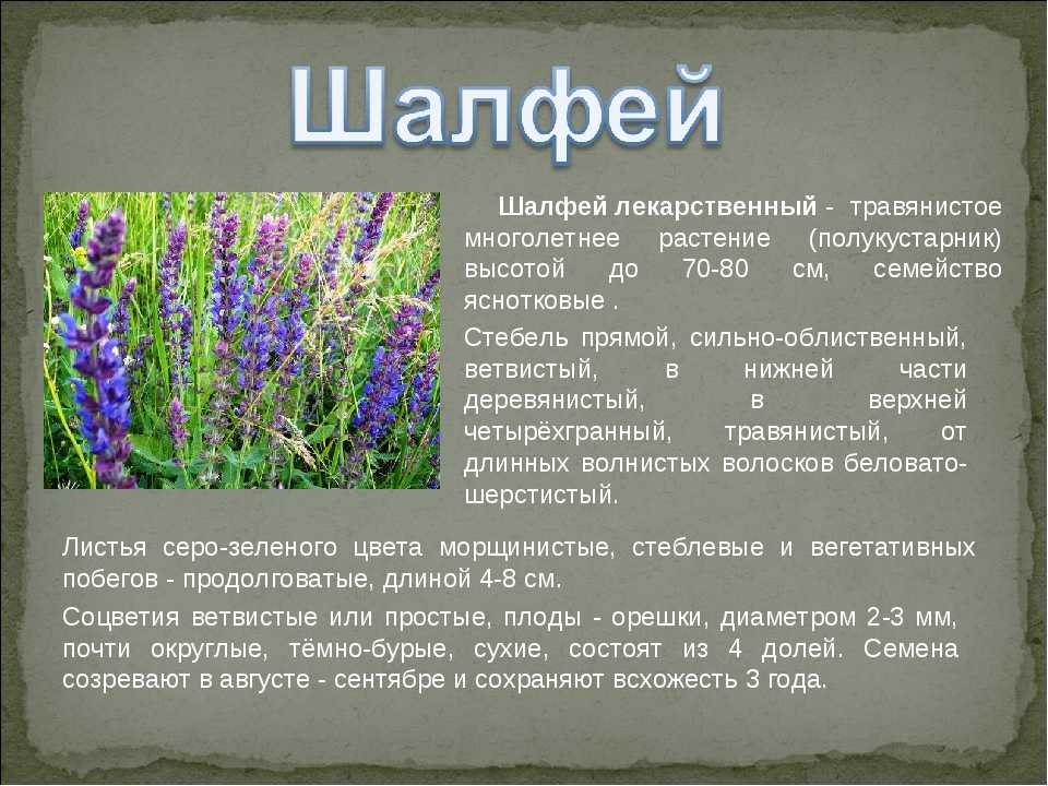Травы татарстана лекарственные фото и описание