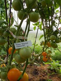 Уход за рассадой помидор в домашних условиях
