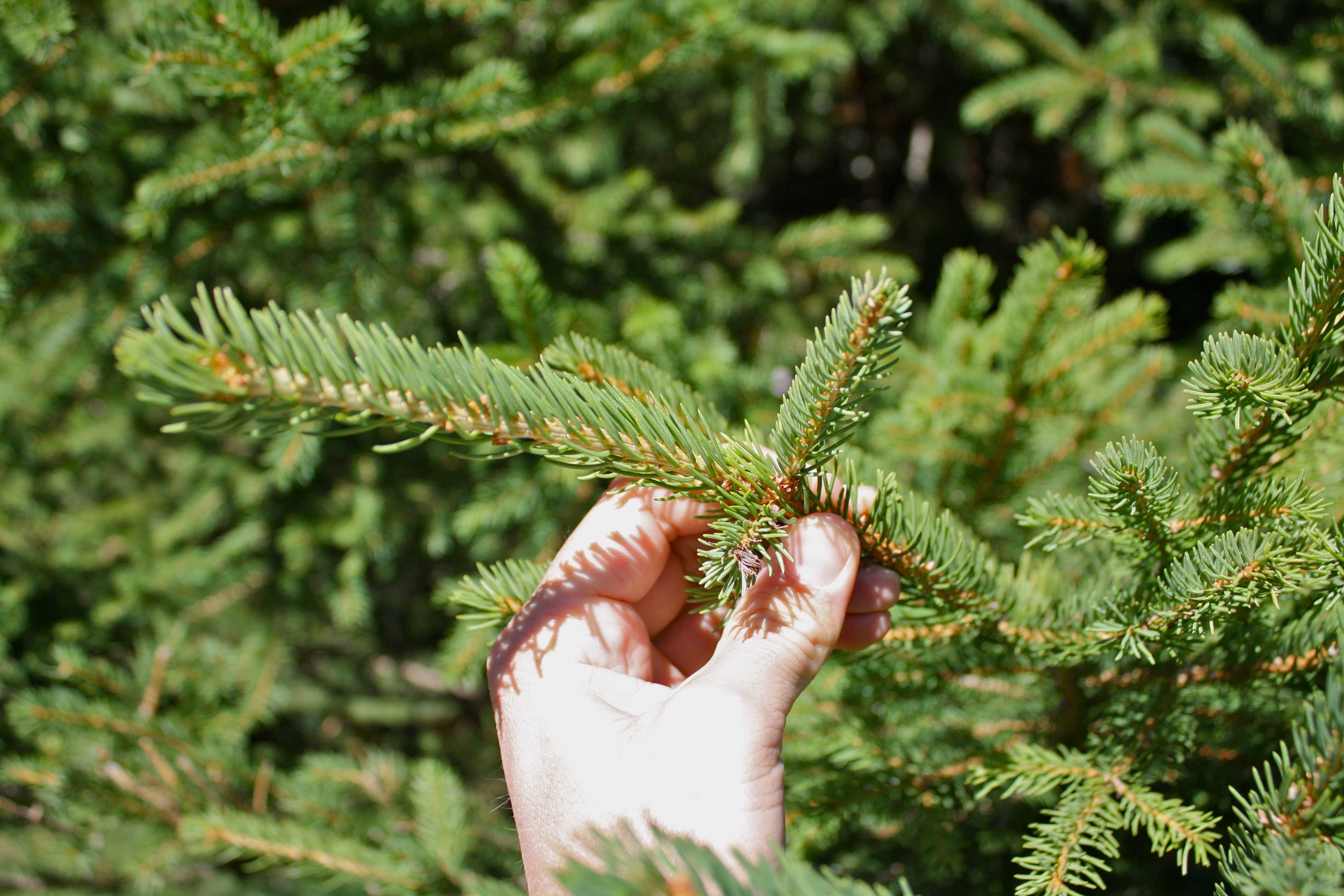 Ель обыкновенная лесная. Ель Picea Abies. Picea Abies (Norway Spruce. Picea Abies Alexandra. Ель обыкновенная Максвелли.