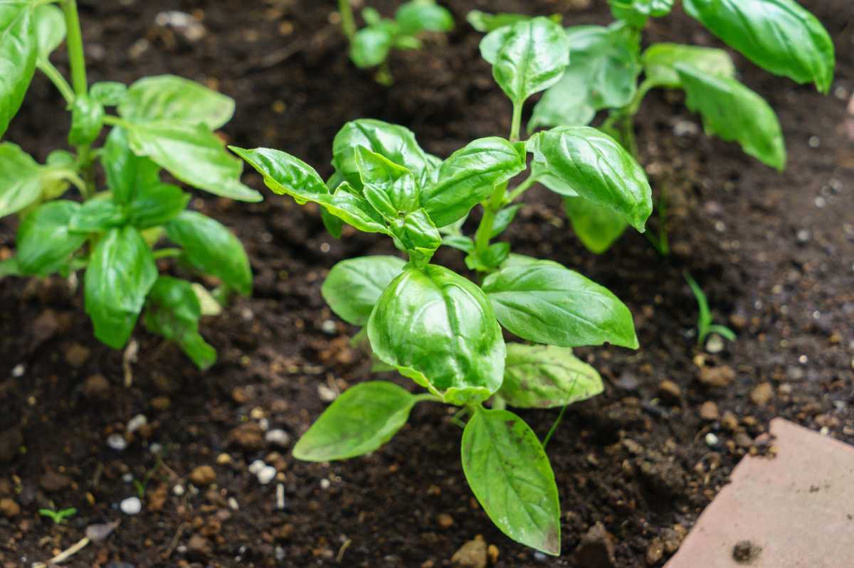 Как вырастить базилик: посадка и уход за растением, условия для хорошего роста